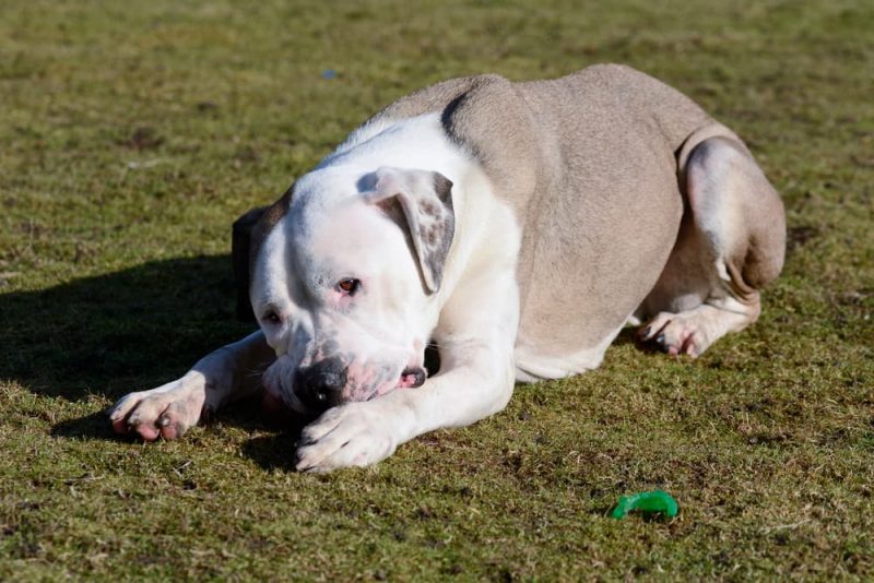 Why Do Dogs Chew Their Paws and Nails? Great Pet Care