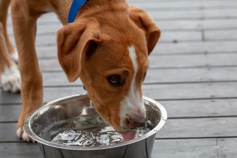 7 Best Water Additives for Dogs Great Pet Care