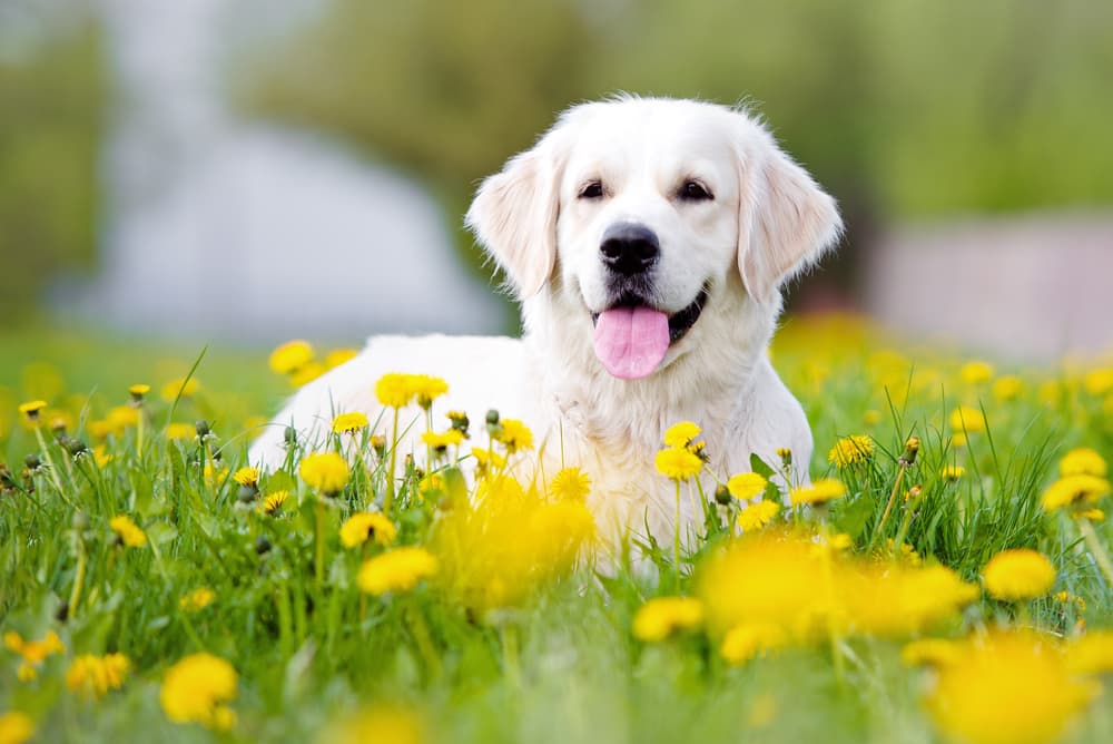 Dog laying in a field of flowers in the springtime good inspiration for flower names for dogs