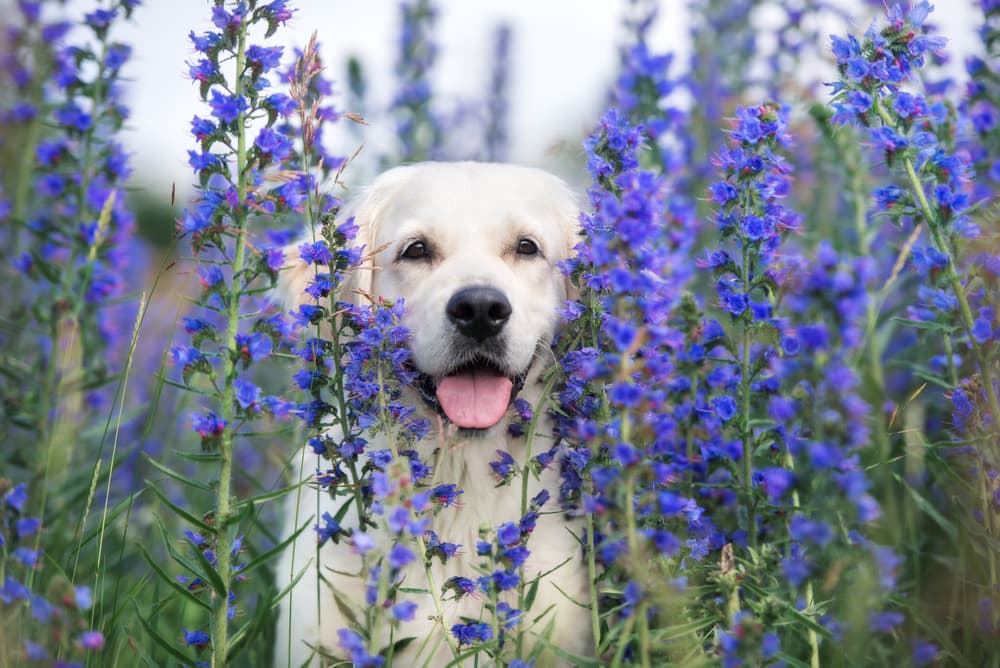 Dog in a field of blue or purple flowers