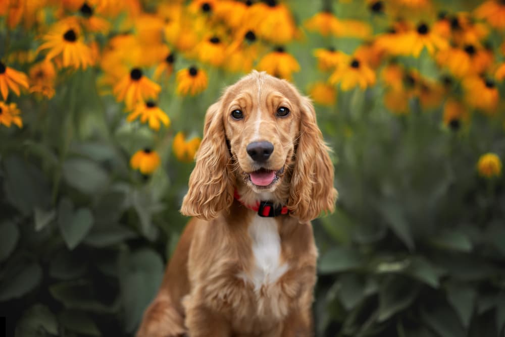 Lovely dog sitting in front of black eyed susan flowers smiling