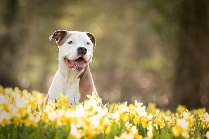 83 Best Flower Names for Dogs Great Pet Care