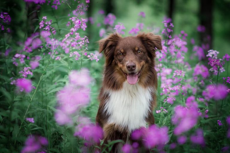 Lovely dog standing in field of pink purple flowers