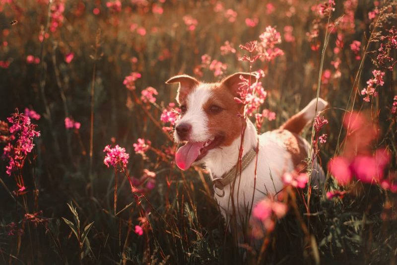 83 Best Flower Names for Dogs Great Pet Care