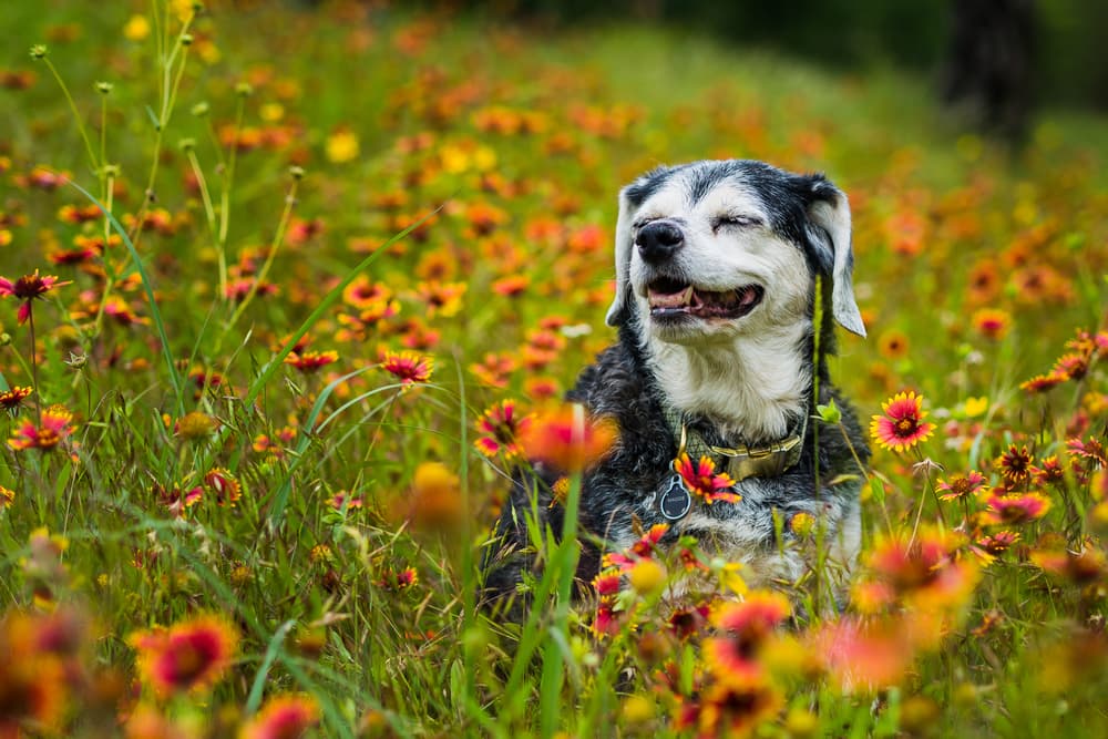 Dog sitting in a field of wildflowers, inspiration for best flower names for dogs