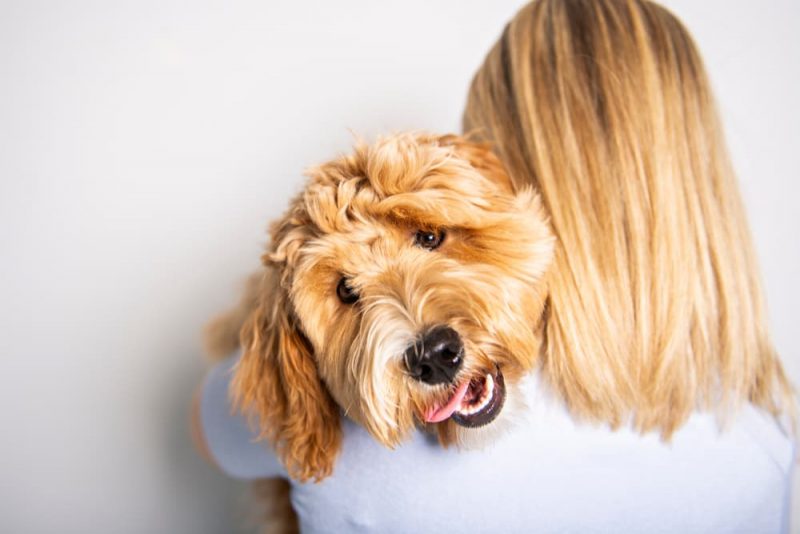 6 Popular Goldendoodle Haircuts to Try Great Pet Care