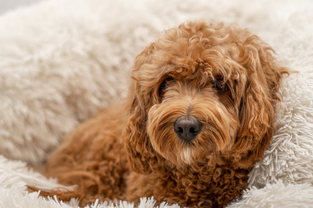 Amazon Dog Beds: 10 Comfortable Bestsellers to Consider Amazon Dog Beds: 10 Comfortable Bestsellers to Consider
