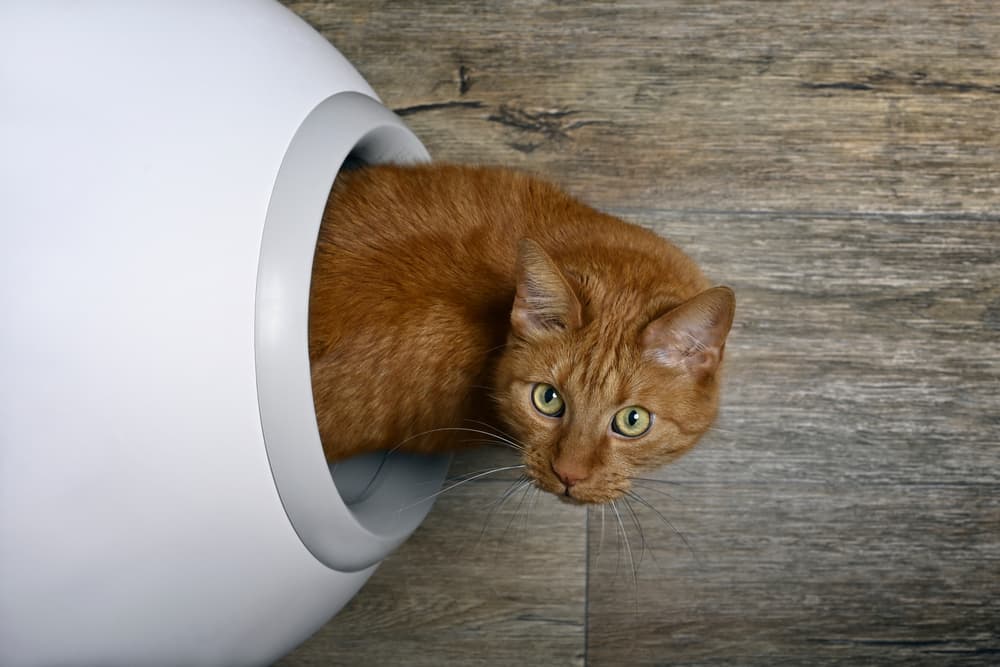 9 Best Cat Litter Boxes on Amazon 9 Best Cat Litter Boxes on Amazon