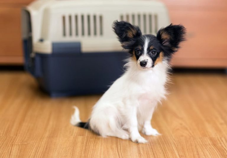 Dog in front of crate