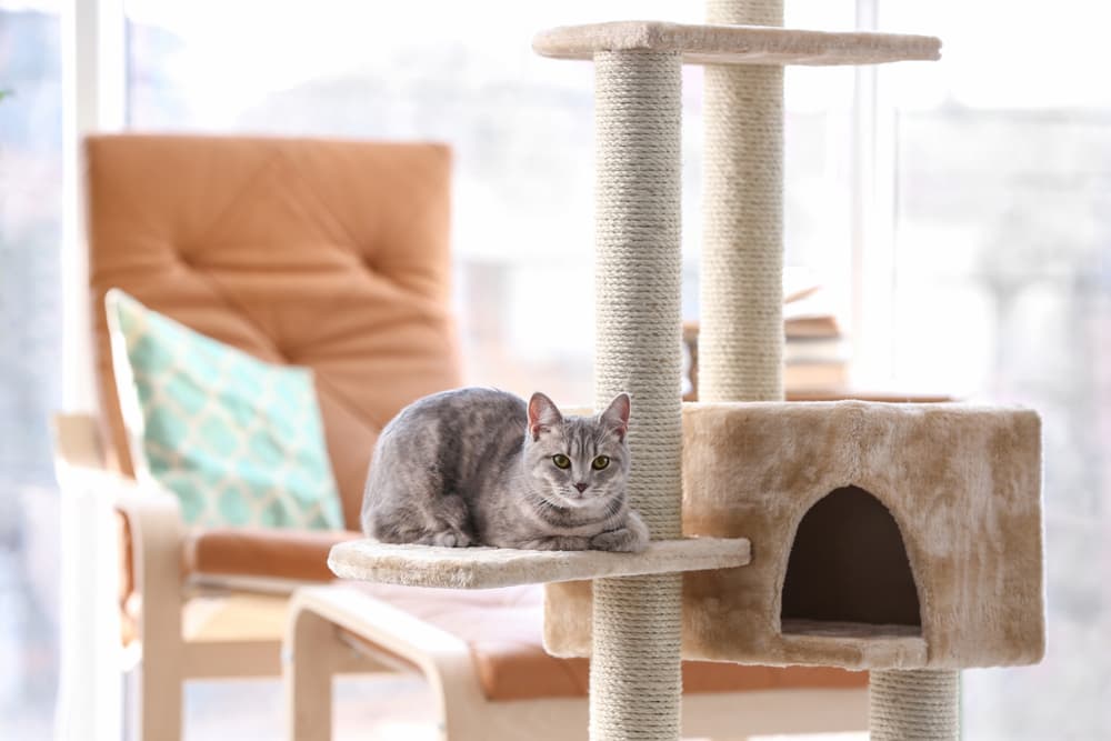 8 Best Cat Trees and Towers on Amazon 8 Best Cat Trees and Towers on Amazon