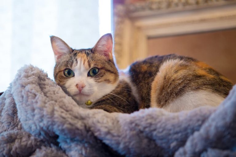 77 Calico Cat Names for TriColored Beauties Great Pet Care