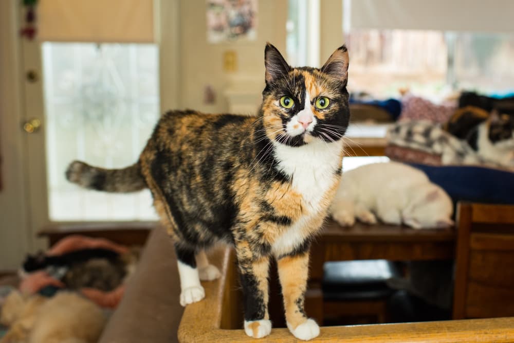 Cat standing on table looking at owner and he is a calico cat