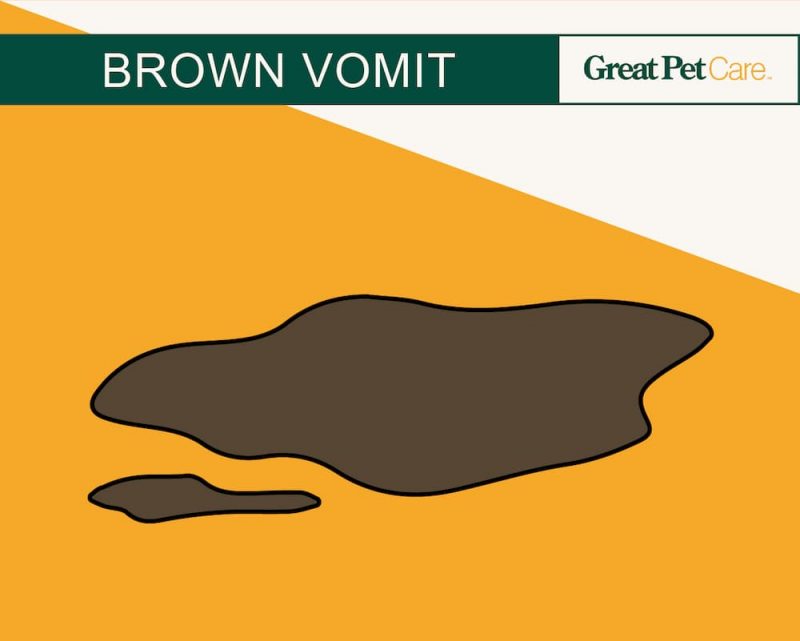 Dog Vomit Color Guide Great Pet Care