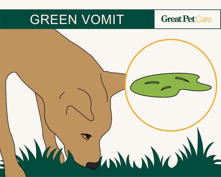 Dog Vomit Color Guide Great Pet Care