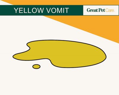 Dog Vomit Color Guide: What Different Shades Mean Great Pet Care