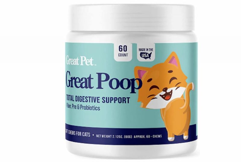 Inflammatory Bowel Disease (IBD) in Cats Great Pet Care