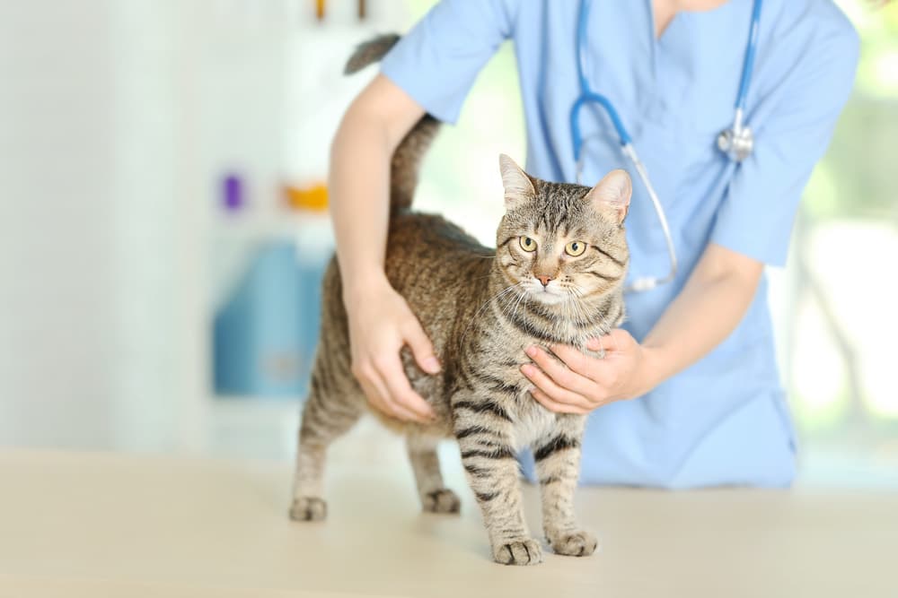 Cat at the vet being diagnosed