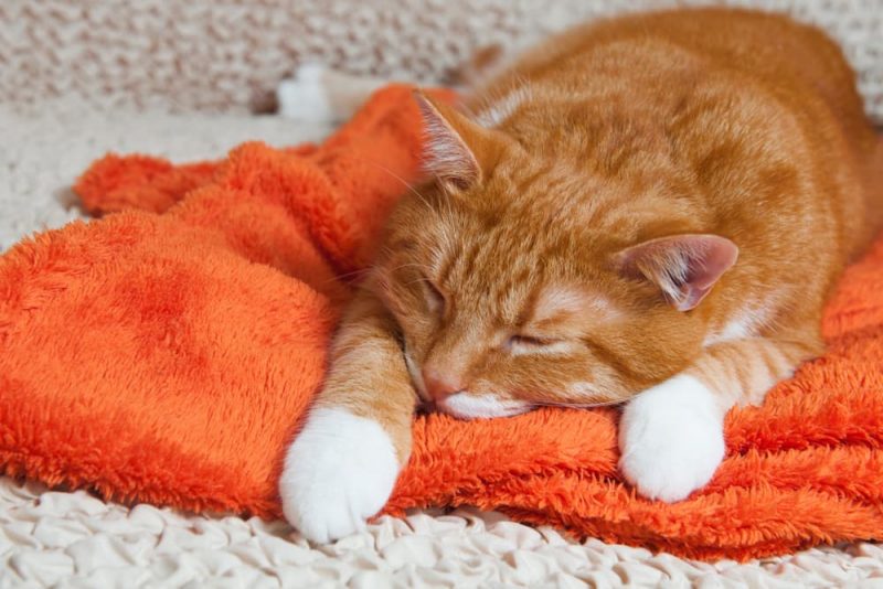 Inflammatory Bowel Disease (IBD) in Cats Great Pet Care