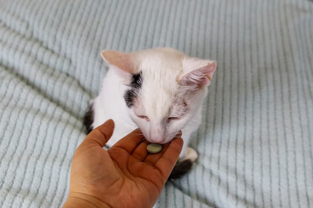 Cat taking a probiotic supplement from owner