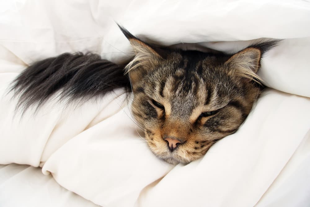 Cat in a towel feeling sick