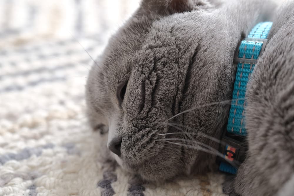 Close up of cat laying on a rug feeling sick