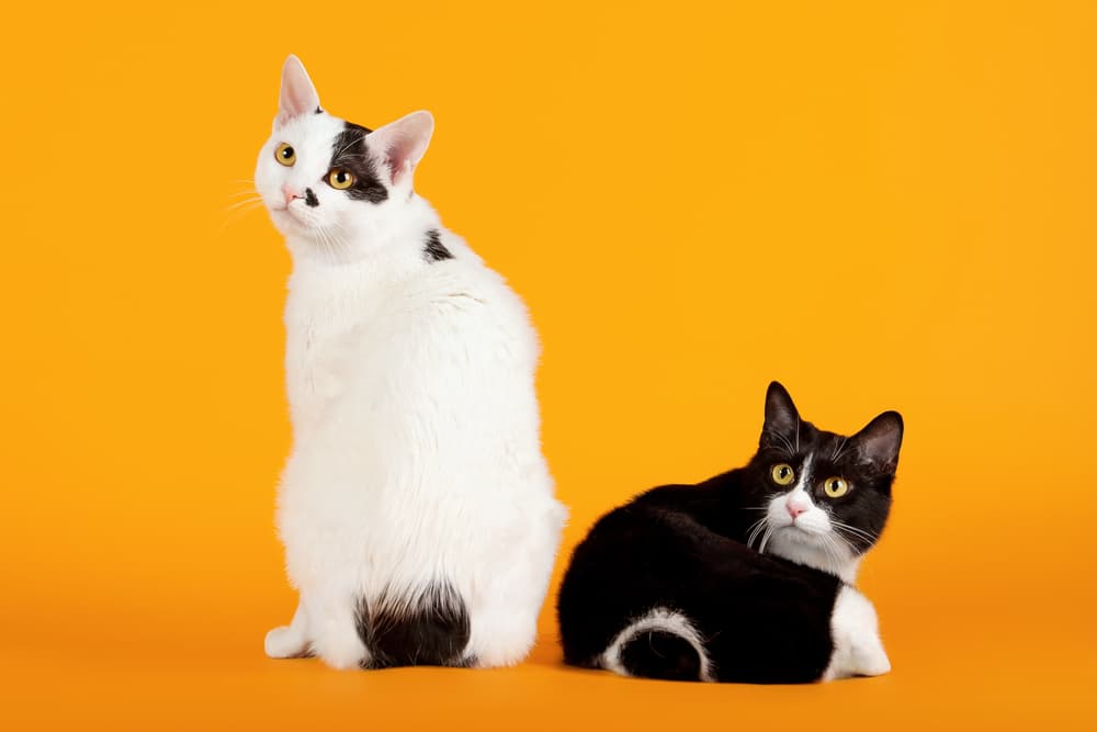 Japanese Bobtail black and white cat breed