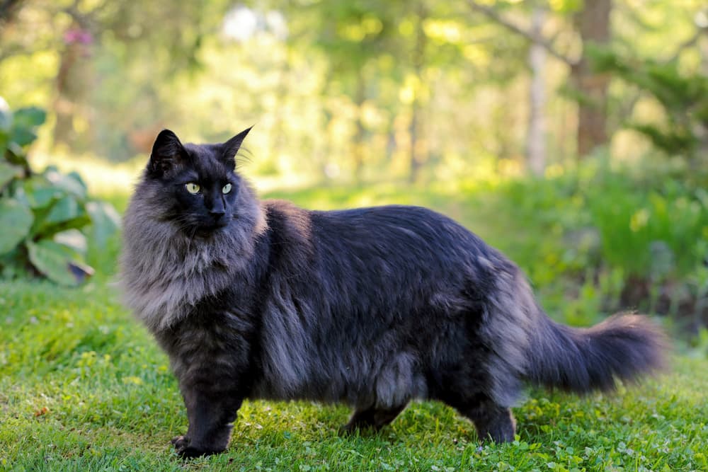 black and white fluffy cats