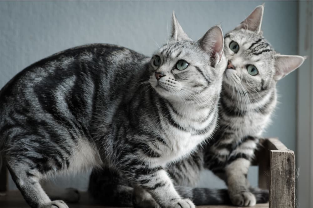 American shorthair cat