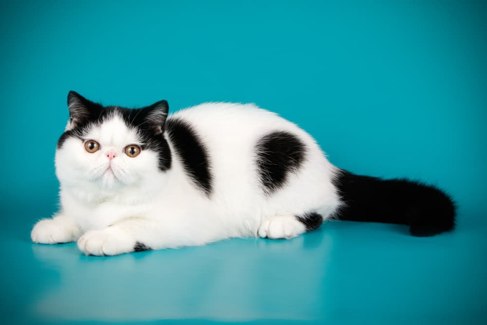 Exotic shorthair cat with black and white coloring