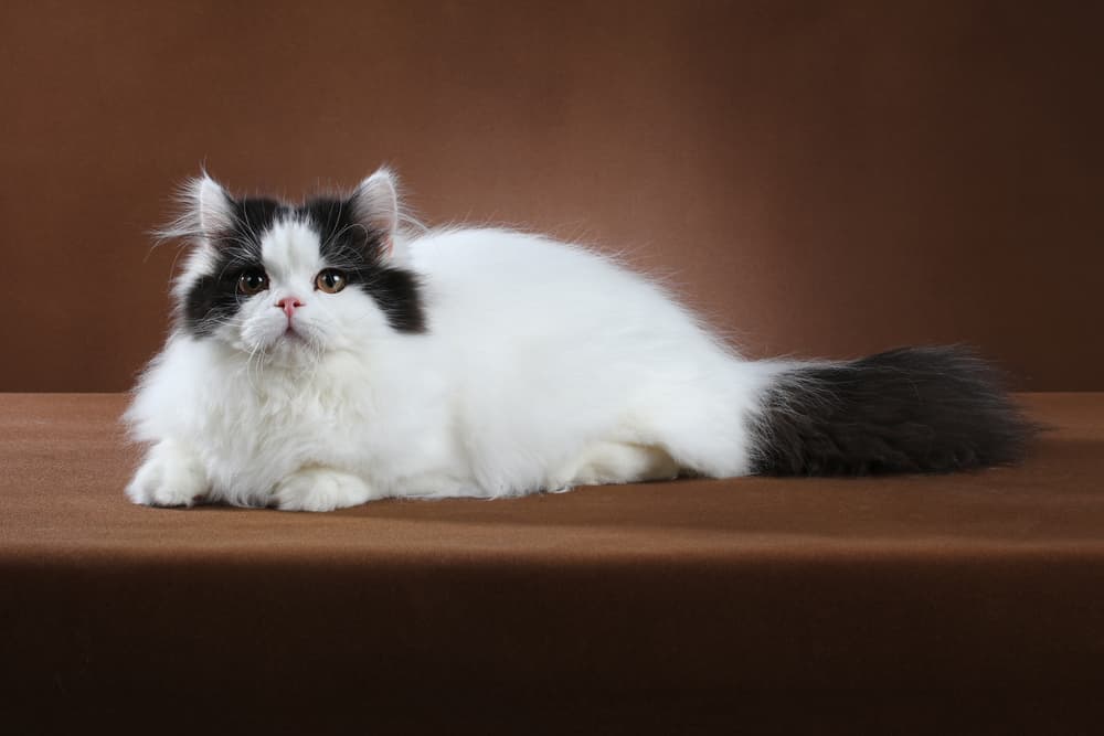 Cat breeds long hair black hot sale and white