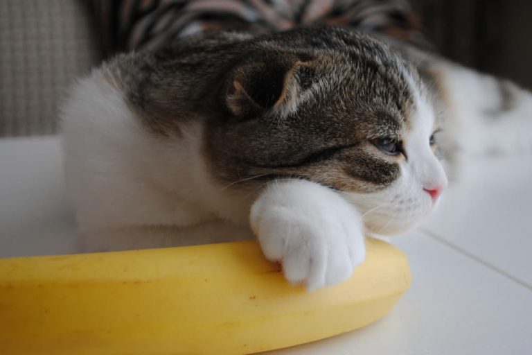 can kittens eat bananas