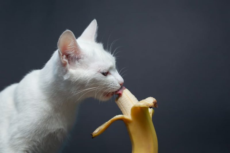 Can Cats Eat Bananas? Great Pet Care