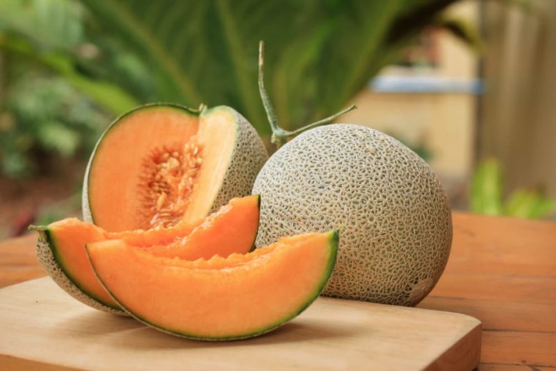 Can Dogs Eat Cantaloupe? Great Pet Care
