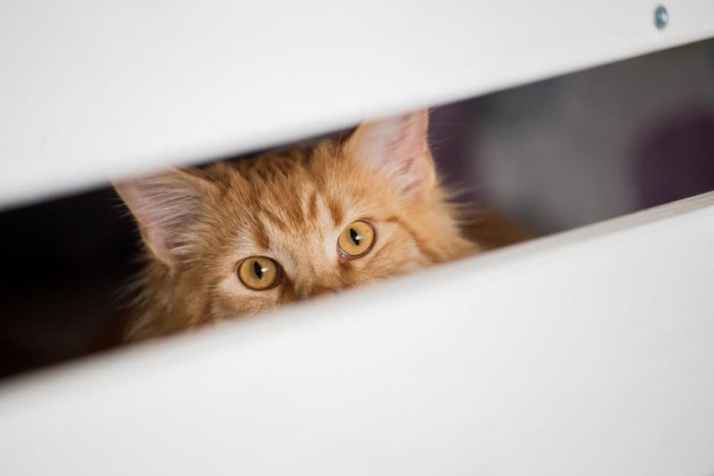 Why Is My Cat Hiding? Great Pet Care