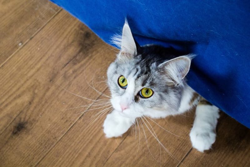 Why Is My Cat Hiding? Great Pet Care