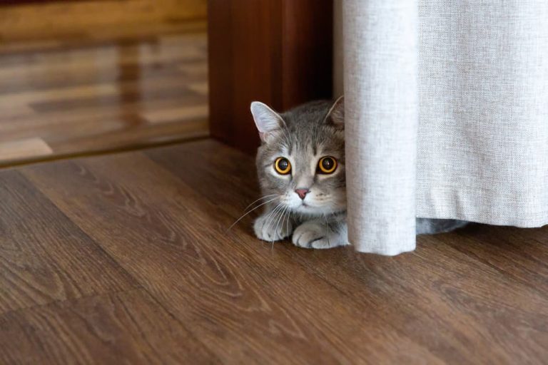Why Is My Cat Hiding? Great Pet Care