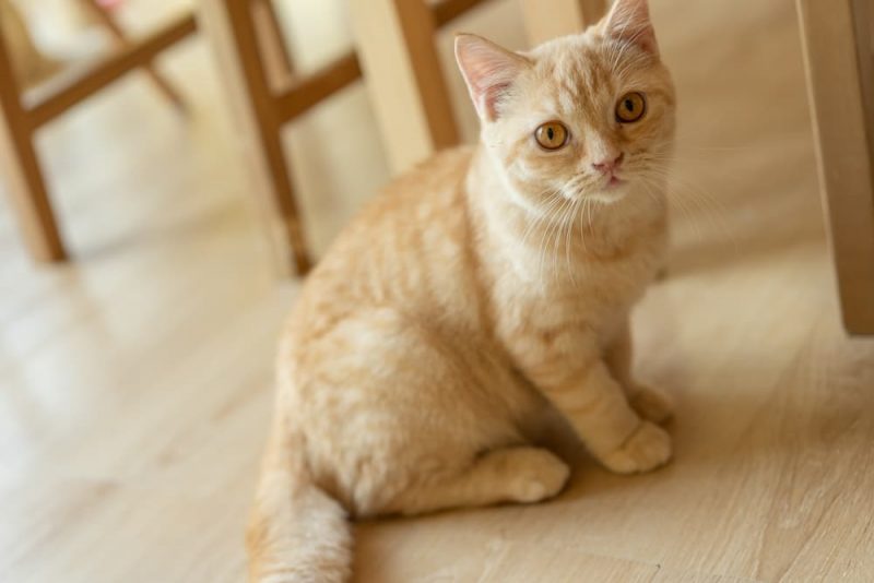Why Does My Cat’s Poop Smell So Bad? Great Pet Care