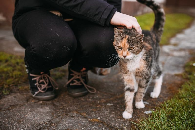 Why Does My Cat’s Poop Smell So Bad? Great Pet Care