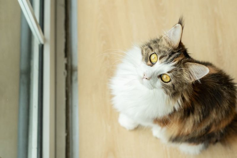 Why Does My Cat’s Poop Smell So Bad? Great Pet Care