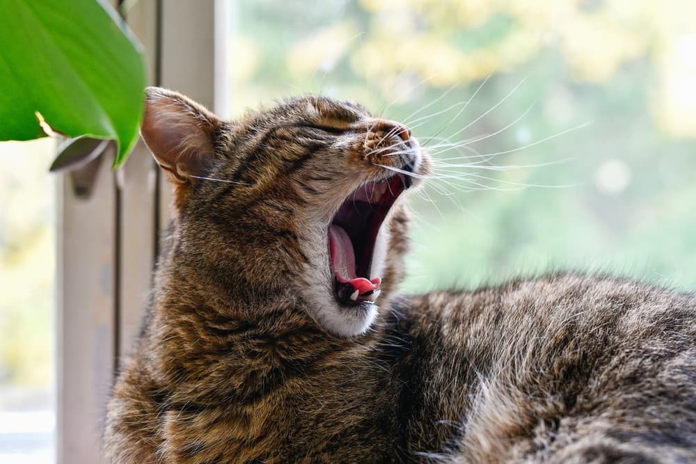 Cat doing a big yawn by the window