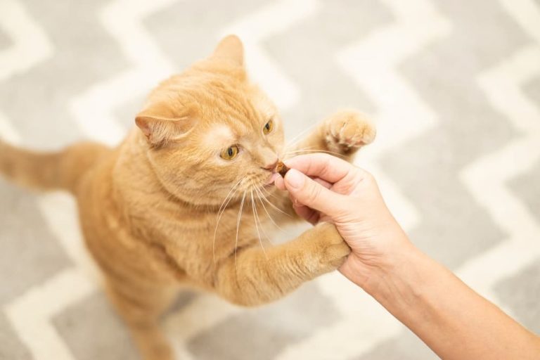 Clicker Training for Cats How to Do It Great Pet Care
