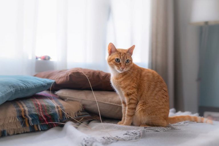 Clicker Training for Cats: How to Do It | Great Pet Care - Clicker Training For Aggressive Cats