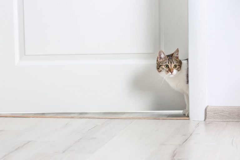 Clicker Training for Cats: How to Do It | Great Pet Care - Clicker Training For Aggressive Cats