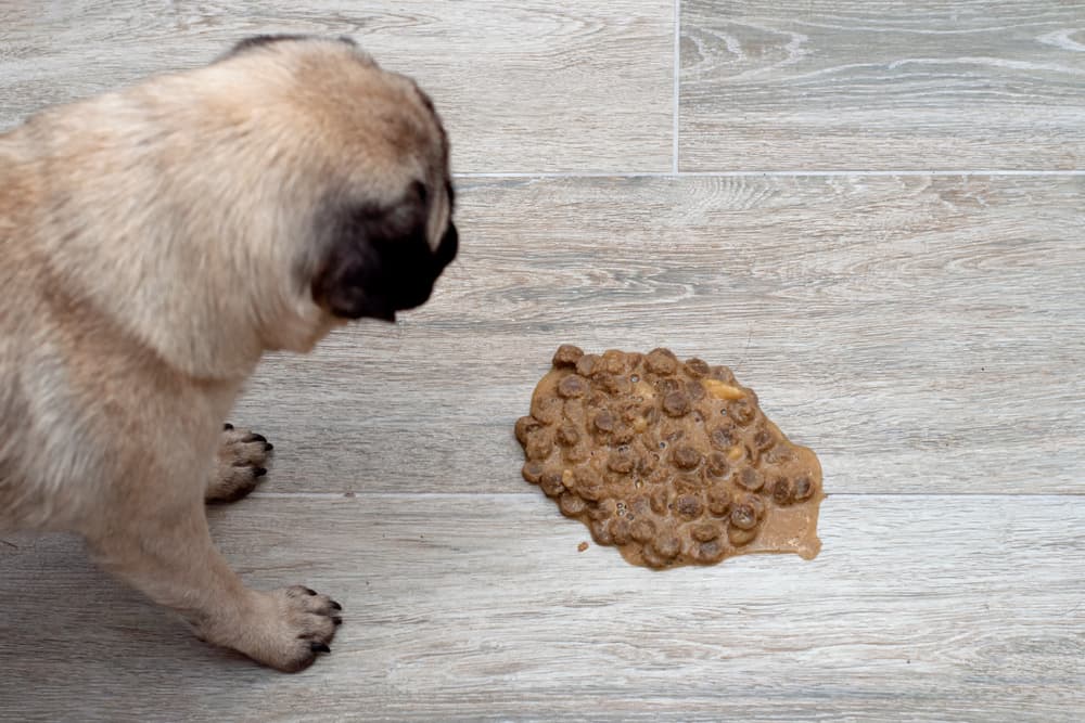 What Does Brown Vomit Mean In Dogs