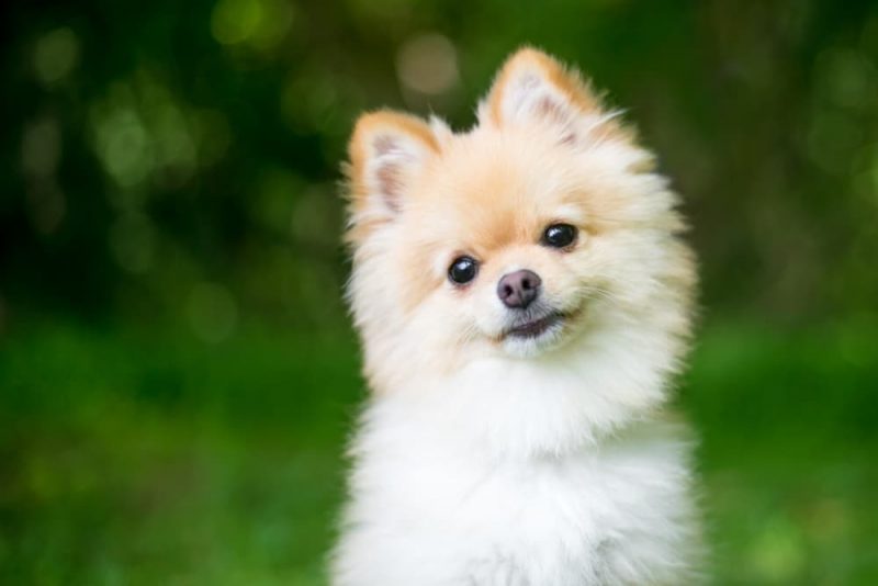 Dog Vomiting Yellow Causes and Treatment Great Pet Care