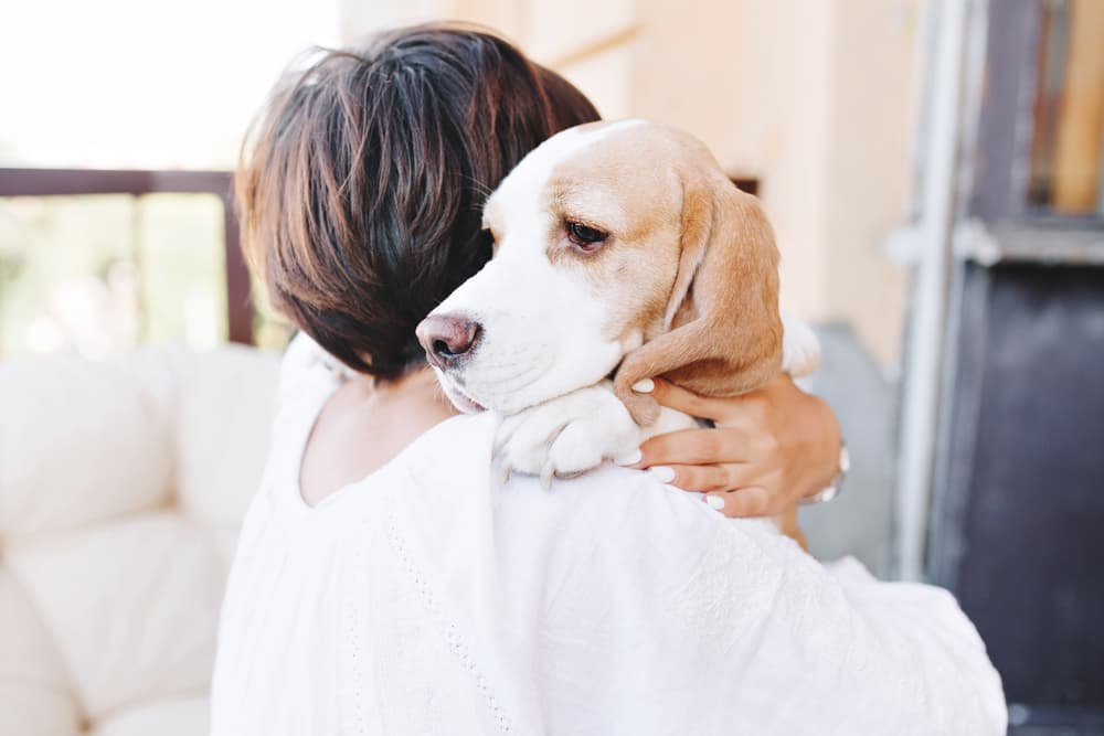 Sick dog feeling unwell going to the vet