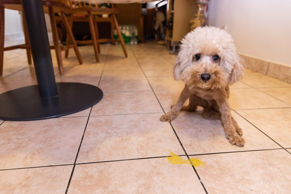 Yellow dog vomit on the floor