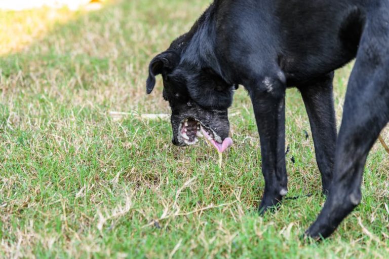 Dog Vomiting Yellow Causes and Treatment Great Pet Care