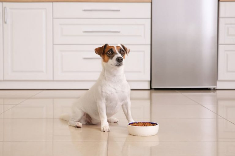 Dog waiting patiently to eat his instinct raw frozen dog food