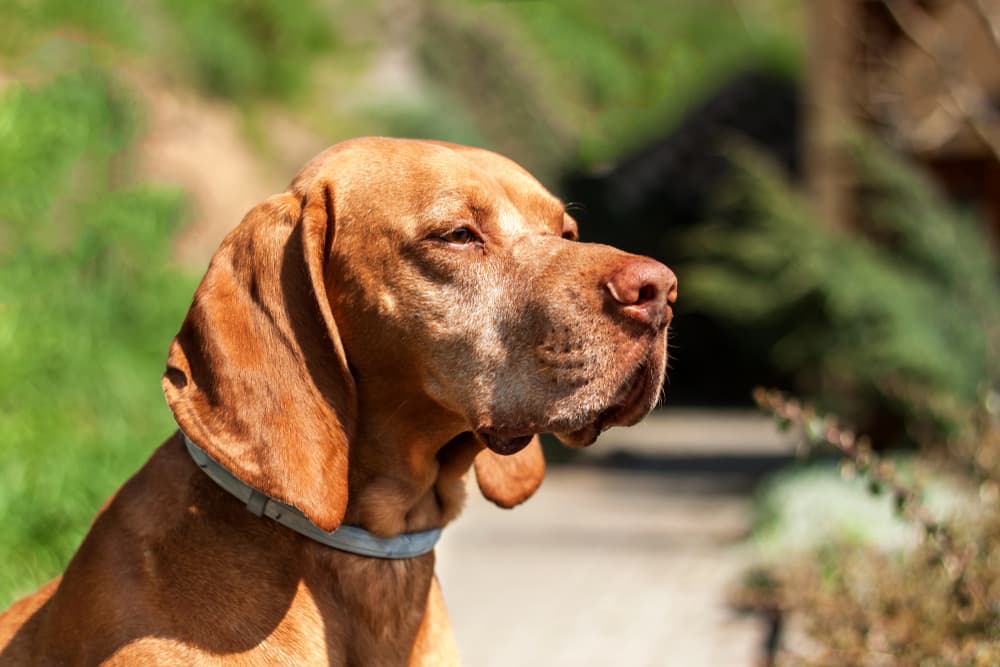 Scabs On Dogs Types And Common Causes Great Pet Care